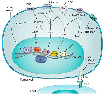 Emerging Role of PD-1/PD-L1 Inhibitors in Chronic Liver Diseases